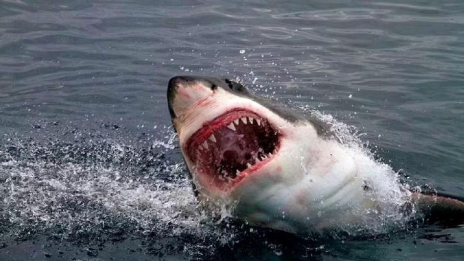 সাঁতারুকে আক্রমণ হাঙরের, চোখের নিমেষে দু'টুকরো হয়ে গেল শরীর সাঁতারুকে আক্রমণ হাঙরের, চোখের নিমেষে দু'টুকরো হয়ে গেল শরীর