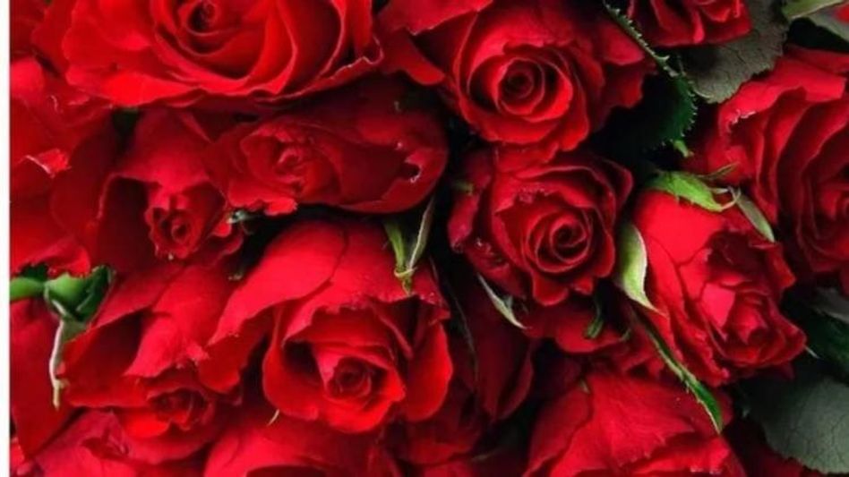 Valentine Week-এ Rose Day-র গুরুত্ব কী, কেন কাপলরা এর অপেক্ষা করেন? Valentine Week-এ Rose Day-র গুরুত্ব কী, কেন কাপলরা এর অপেক্ষা করেন?