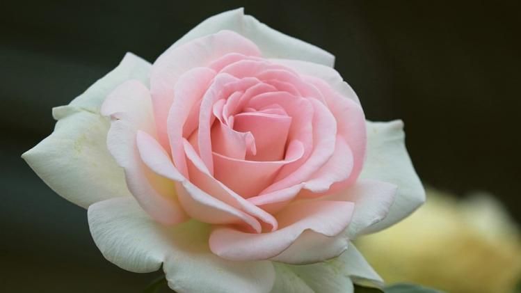 এই সাদা গোলাপের পাঁপড়িতে মাখানো রয়েছে প্রেম, জানুন