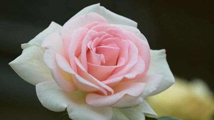 সাদা গোলাপ