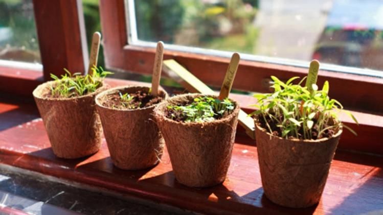  অনটন-অশান্তি পিছু ছাড়ছে না! বাড়ির এই কোণে গাছ নেই তো?