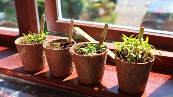 ভুলেও বাড়ির এই কোণে রাখবেন না গাছ