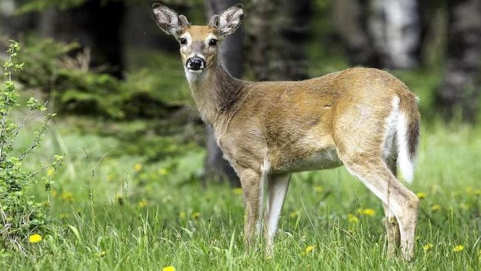 বিজ্ঞানীরা হরিণের শরীরে করোনভাইরাসের একটি নতুন, অত্যন্ত সংক্রামক রূপ (ভেরিয়েন্ট) সনাক্ত করেছেন।
