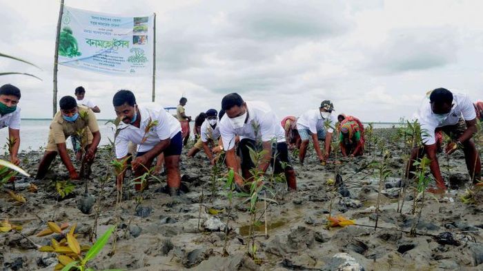সুন্দরবনে চলছে ম্যানগ্রোভ পোঁতার কাজ (ফাইল ছবি)