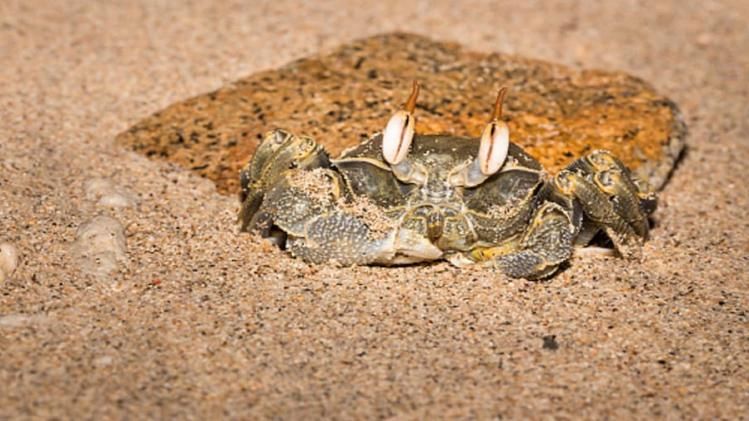 বুকে নয় কোন জীবের মাথায় রয়েছে হার্ট? জানুন উত্তর