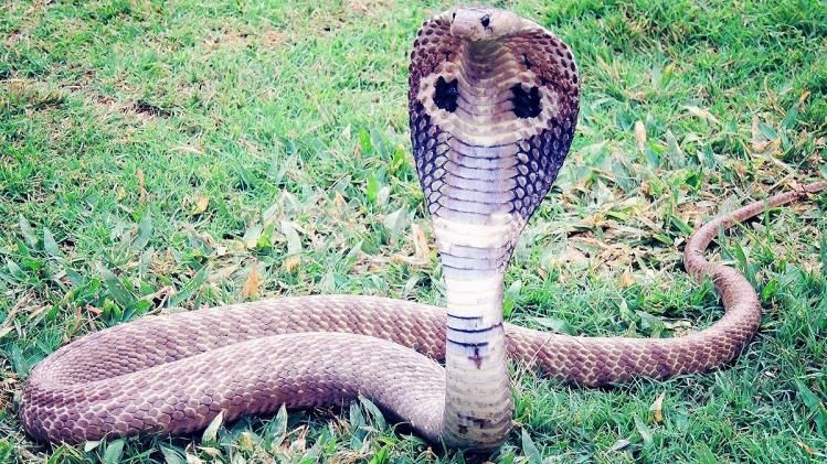 King Cobra-র ৪টি বংশ, কোথা থেকে এসেছে এই তীব্র বিষধর?