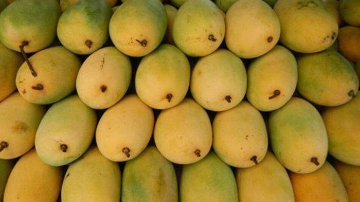 আমের পার্শ্বপ্রতিক্রিয়া