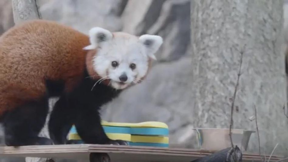 রেড পান্ডা বাঁচাতে পড়শি দেশগুলোকে সঙ্গে নিয়ে কাজ করতে হবে, বলছে ZSI রেড পান্ডা বাঁচাতে পড়শি দেশগুলোকে সঙ্গে নিয়ে কাজ করতে হবে, বলছে ZSI