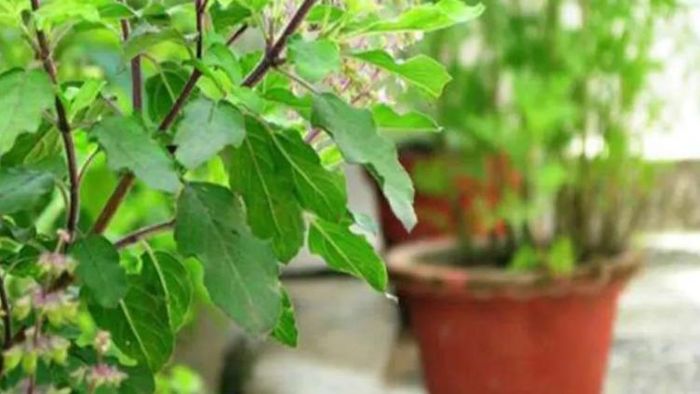 গর্ভবতী মহিলাদের জন্য মহাষৌধি তুলসী পাতা।