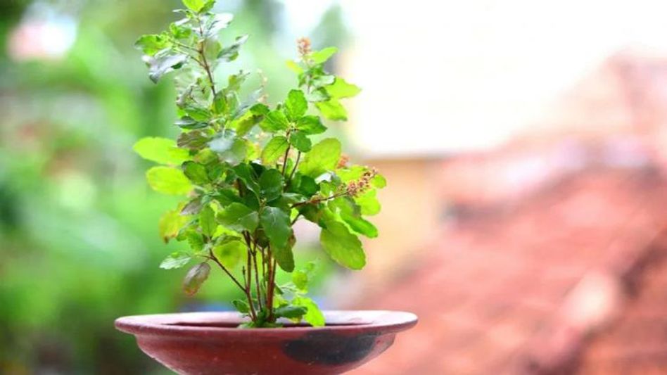 বাড়ির কোন দিকে রাখবেন তুলসী গাছ? সুখ-সমৃদ্ধি বজায় রাখতে মেনে চলুন এই নিয়মগুলি    বাড়ির কোন দিকে রাখবেন তুলসী গাছ? সুখ-সমৃদ্ধি বজায় রাখতে মেনে চলুন এই নিয়মগুলি