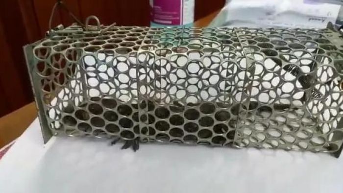 উদ্ধার বন্যপ্রাণের অংশ