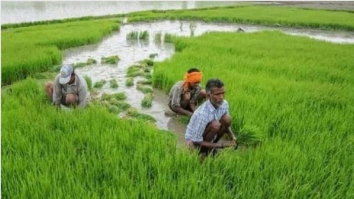 চার রাজ্যে আয় কমলো কৃষকদের