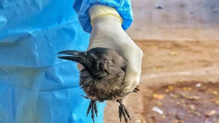 ব্লাড ফ্লু সংক্রমণ। ফাইল ছবি