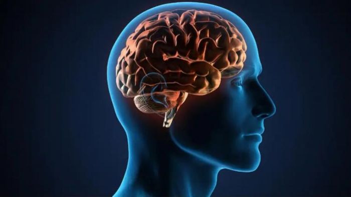 মস্তিষ্কের কার্যকারিতা হ্রাস পায় কীভাবে?