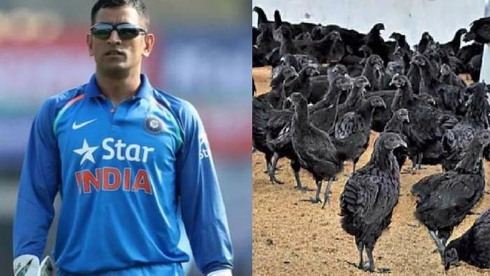 কড়কনাথ মুরগি পালনের ব্যবসায় ধোনি।