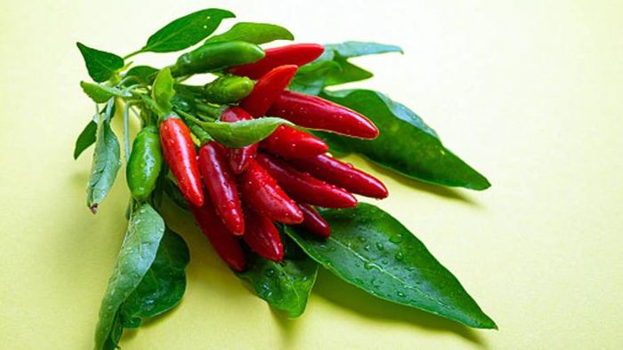 লাল লঙ্কা/ প্রতীকী ছবি