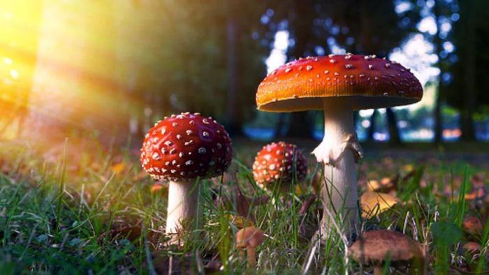 মাশরুমে পাওয়া সাইলোসাইবিন রাসায়নিক হতাশা থেকে মুক্তি দেয় (ছবি: গেটি)
