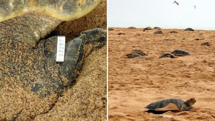 অলিভ বিডলি কচ্ছপ বাঁচাতে উদ্য়োগী কেন্দ্র। ছবি সৌজন্য: পিআইবি