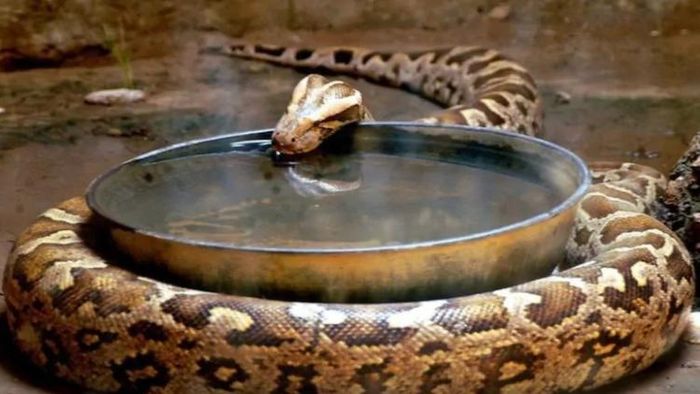 পাইথন। প্রতীকী ছবি