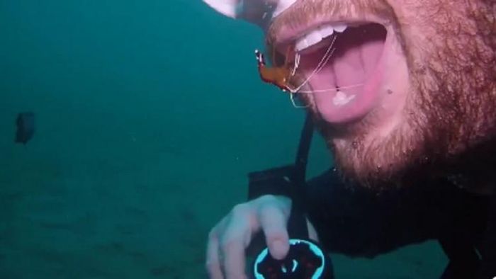 দাঁত 'পরিষ্কার করল' চিংড়ি