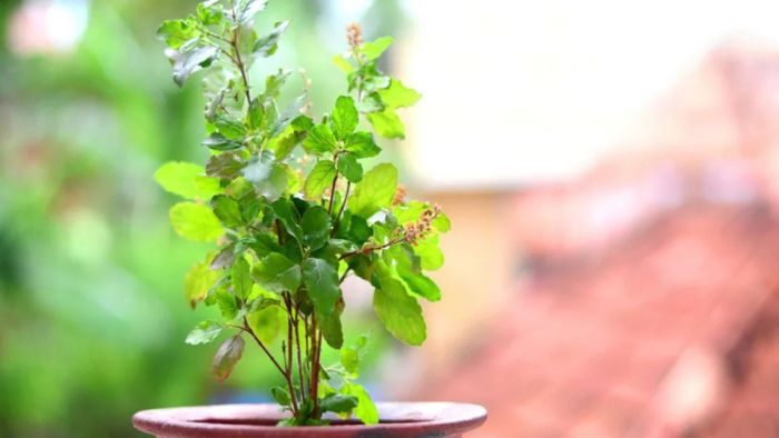 বাড়িতে কখন তুলসী গাছ লাগাবেন?