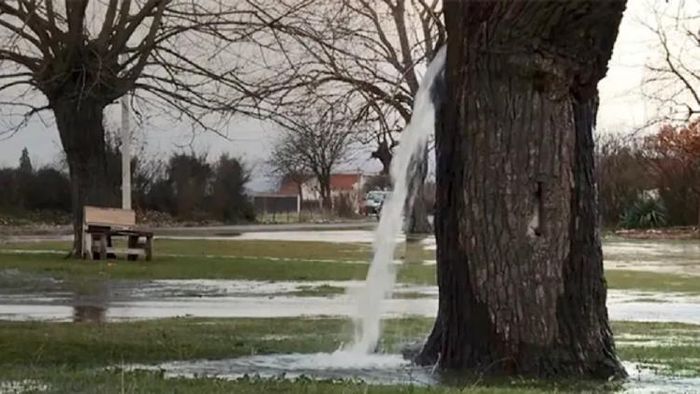 গাছ থেকে পড়ছে জল