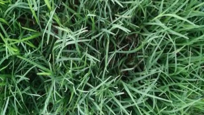 দূর্বা ঘাস/ প্রতীকী ছবি