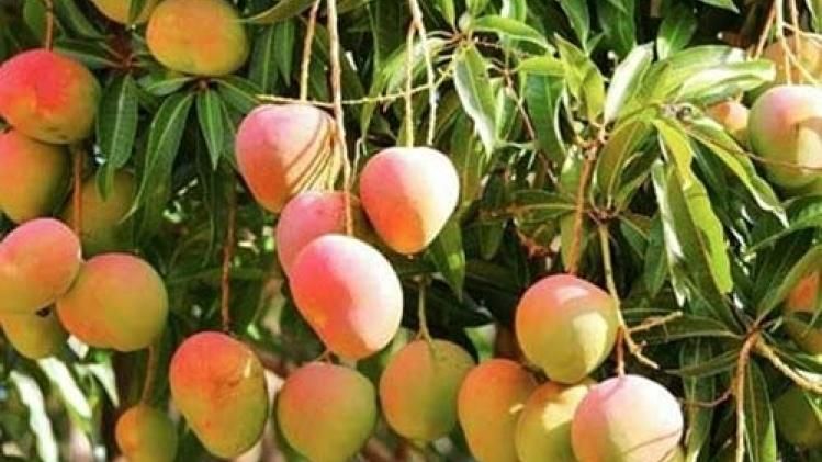 কেসর আমপ্রেমীদের জন্য দুঃসংবাদ, দ্বিগুণ দামে বাজারে এল ফল কেসর আমপ্রেমীদের জন্য দুঃসংবাদ, দ্বিগুণ দামে বাজারে এল ফল