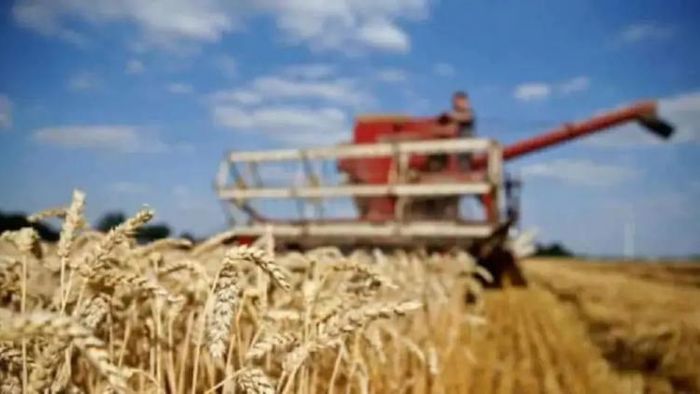 গরমে ঝলসে গিয়েছে গম, সরষা, প্রভাব পড়তে পারে গোটা দেশের যোগানে