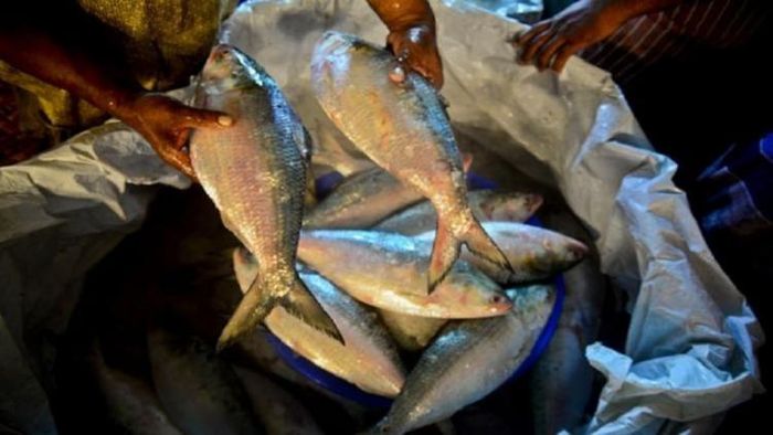 ইলিশও বদলায় নিজের লিঙ্গ