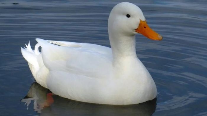 হাঁস প্রতিপালন।