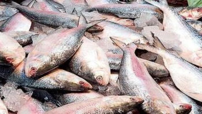 ইলিশের স্থায়ী বাজার
