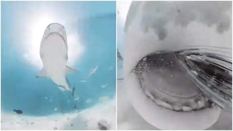 ক্যামেরা গিলে ফেলার চেষ্টা হাঙরের, রেকর্ড হল পেটের ভিতরের ভিডিও