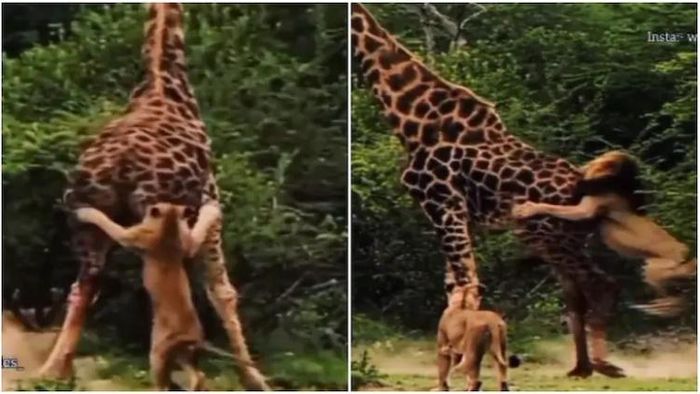 ভাইরাল ভিডিও