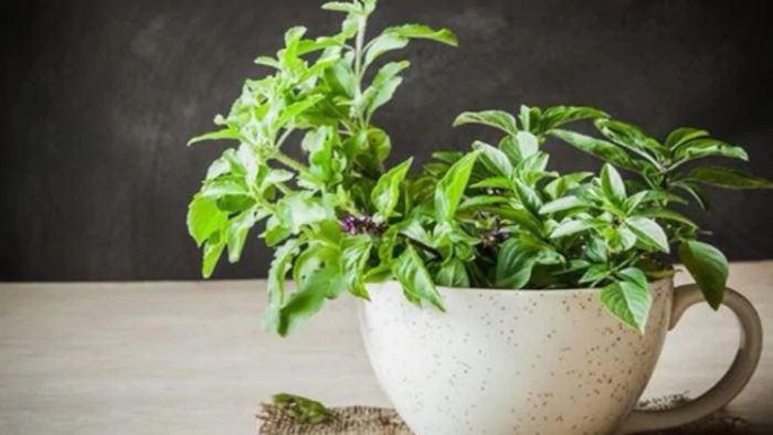 তুলসীর বীজ/ Credits: Pinterest/Organic Authority