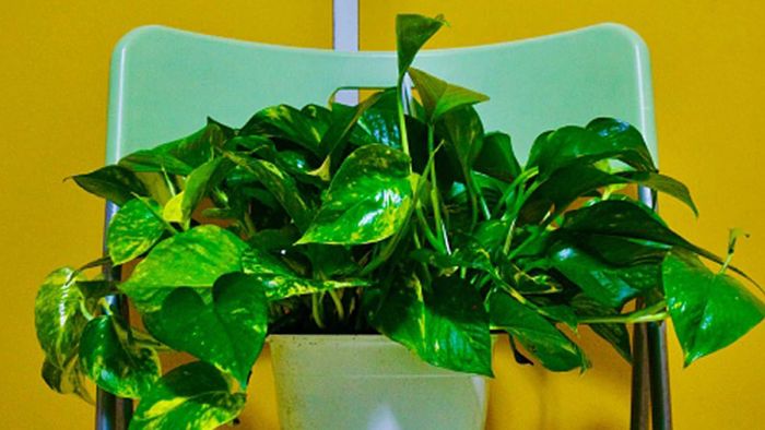 মানি প্ল্যান্ট সম্পর্কিত এই ৫টি ভুল আপনার সর্বনাশ করতে পারে