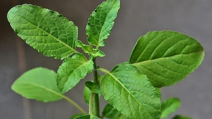 তুলসী পাতা।