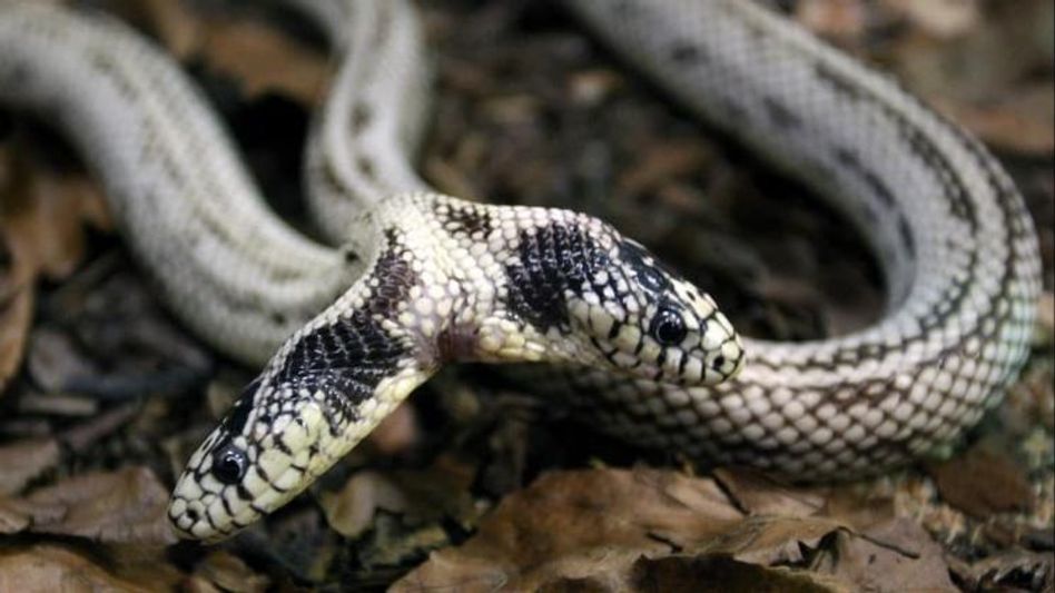 একই সাপের দুই মাথা, খাওয়ানোর সময়ে বেজায় বিপদ! Viral একই সাপের দুই মাথা, খাওয়ানোর সময়ে বেজায় বিপদ! Viral