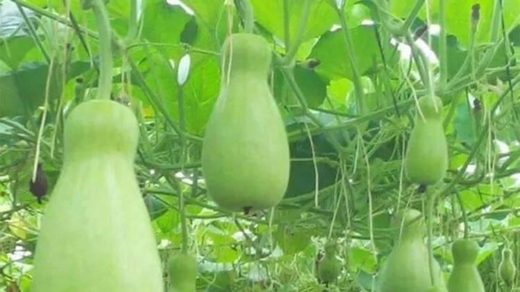 লাউয়ের অনেক গুণ (প্রতীকী ছবি)