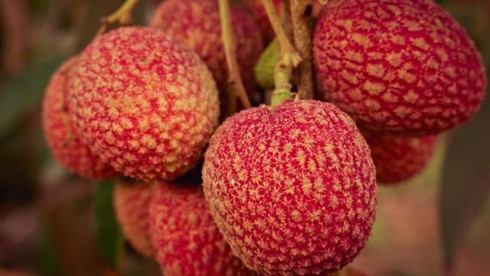 Lychee Effects on Health: লিচু খাওয়ার আগে এই বিষয়গুলো মাথায় রাখুন