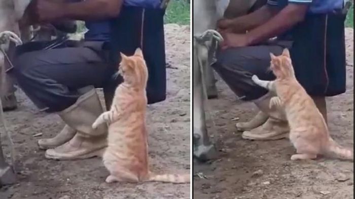 সোশ্যাল মিডিয়ার ভিডিও থেকে স্ক্রিনশট