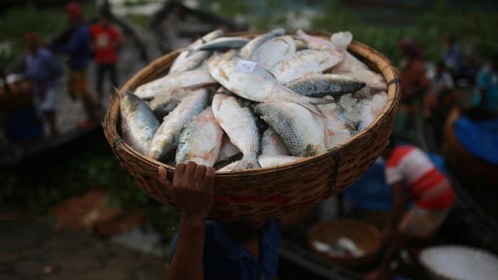 Hilsa research center ফারাক্কায় ইলিশ গবেষণা কেন্দ্র