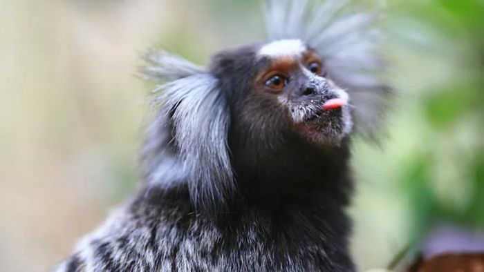 মারমোসেট বাঁদর