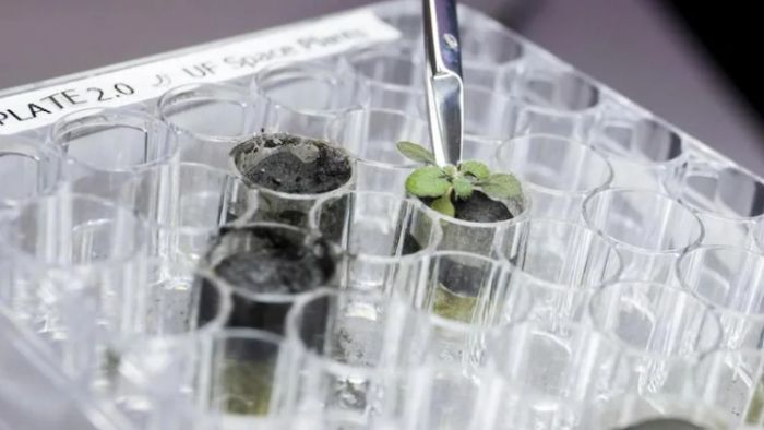 পৃথিবীতেই চাঁদের ময়লা মাটিতে জন্মাল গাছ (AP Photo)