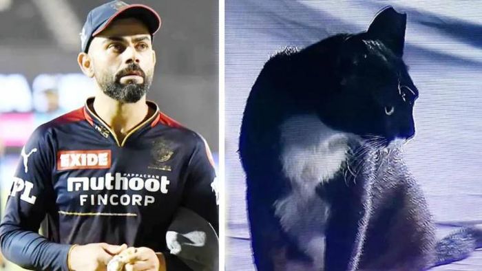 বিরাট ও সেই বিড়াল