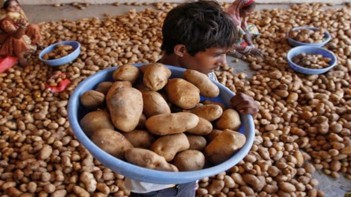 বাংলায় আলুর দাম ঊর্ধ্বমুখী।