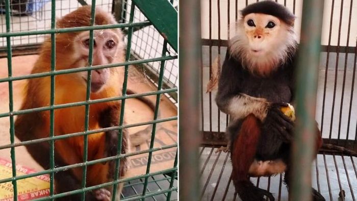 ময়নাগুড়ি থেকে এই প্রাণঈগুলো উদ্ধার হয়েছে