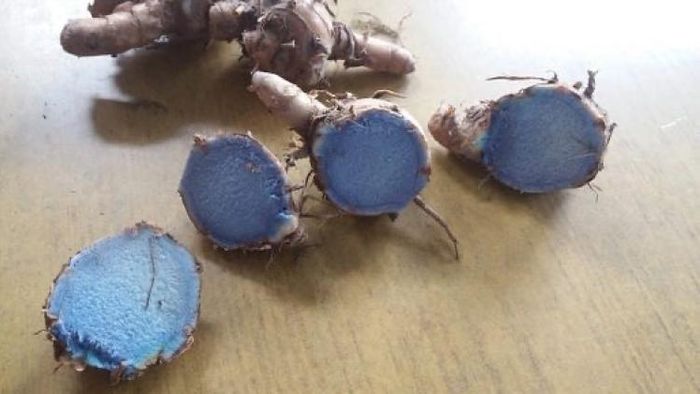 আপনি কি কখনো কালো হলুদ ব্যবহার করেছেন?