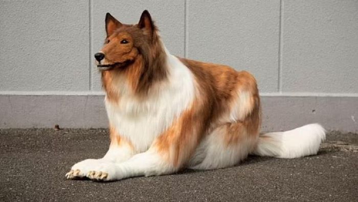 কুকুরের পোশাক পরে টোকো সান