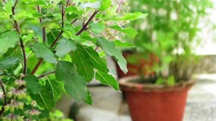 তুলসী গাছে জল দেওয়ার বিধি।